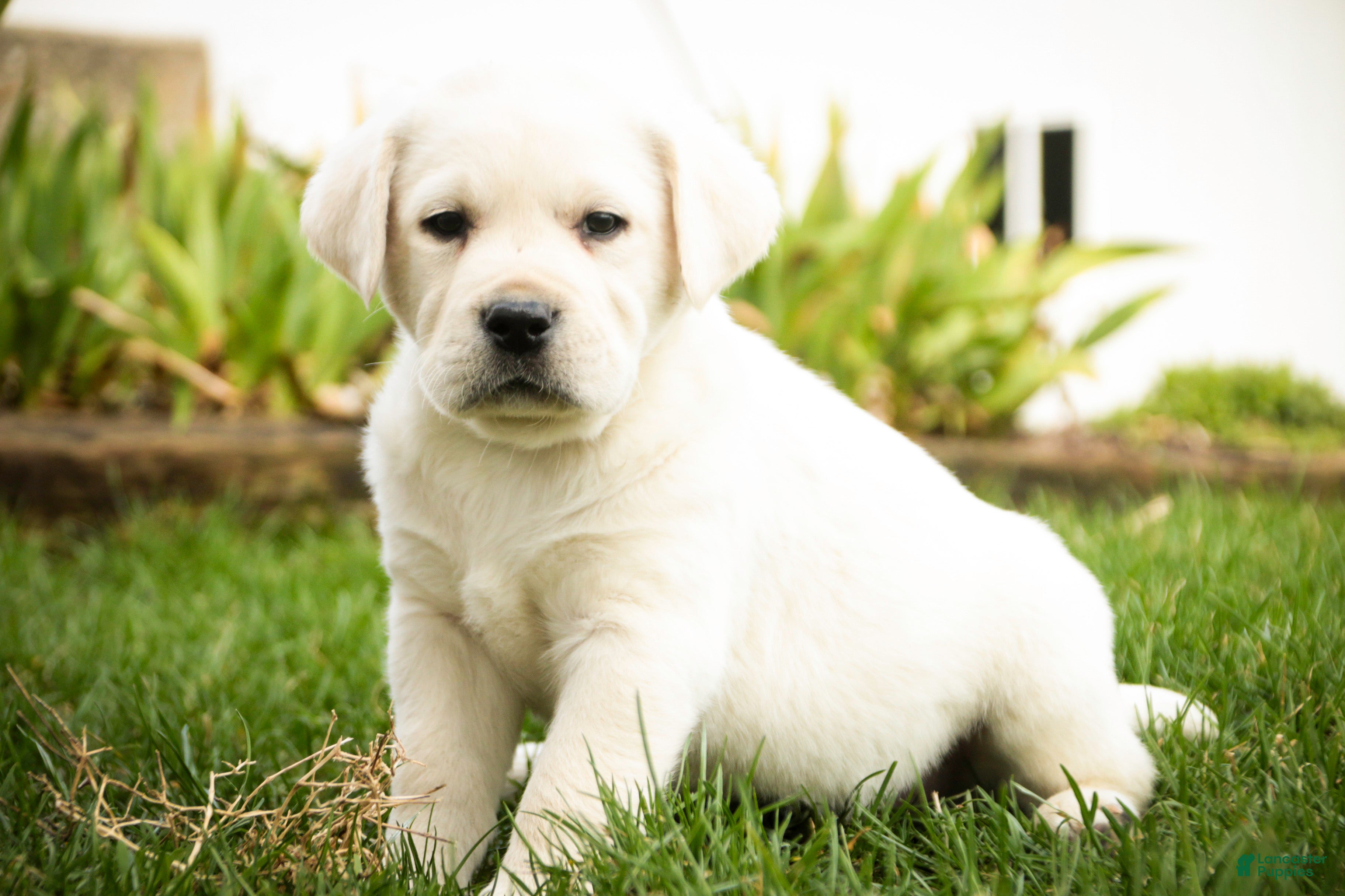 Labrador Retriever dogs Sherlock - Ad 2