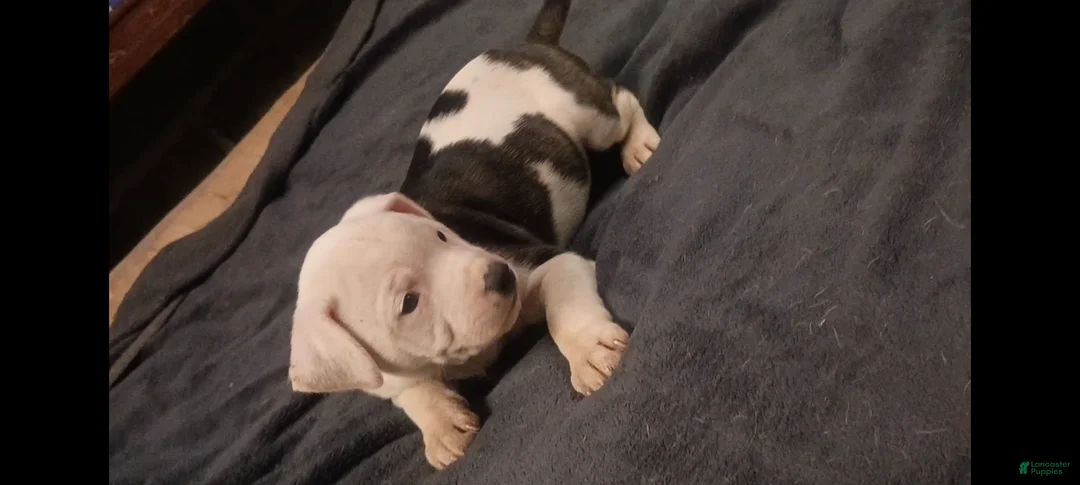 American Staffordshire Terrier dogs for sale: American Staffordshire Terrier Puppy 2 - Ad 3