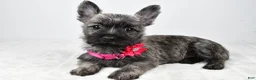 Cairn Terrier dogs for sale: Vicky - Ad 2