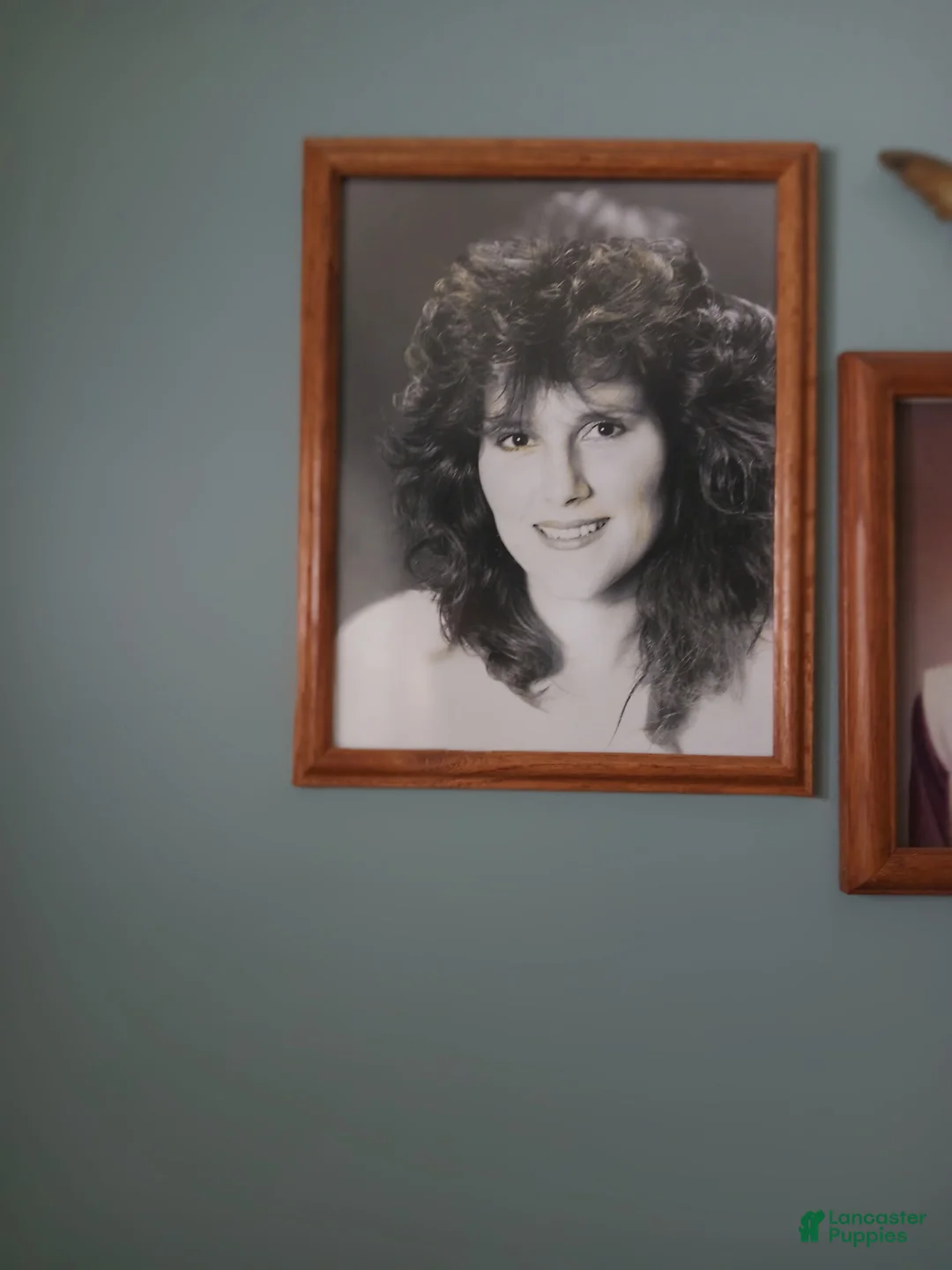 American Bully dogs for sale: APOLLO  - Ad 4