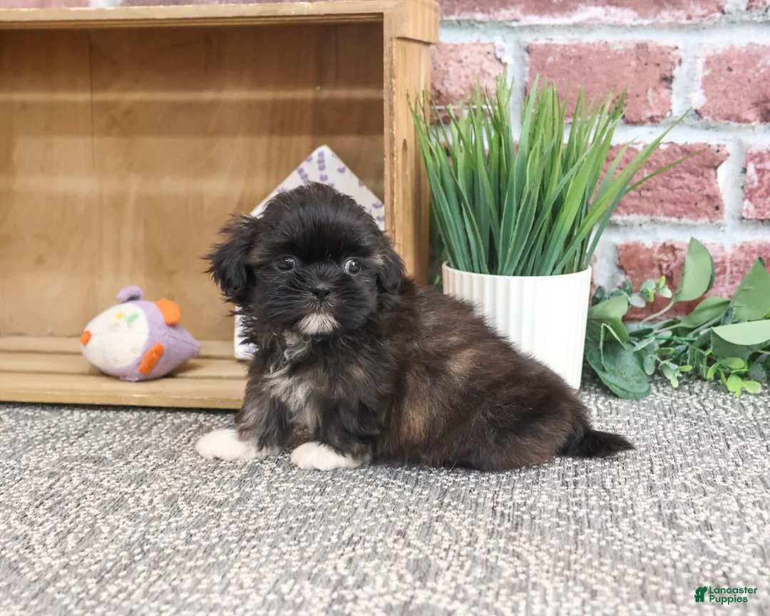 Shih Tzu dogs for sale: Harriet - Ad 2