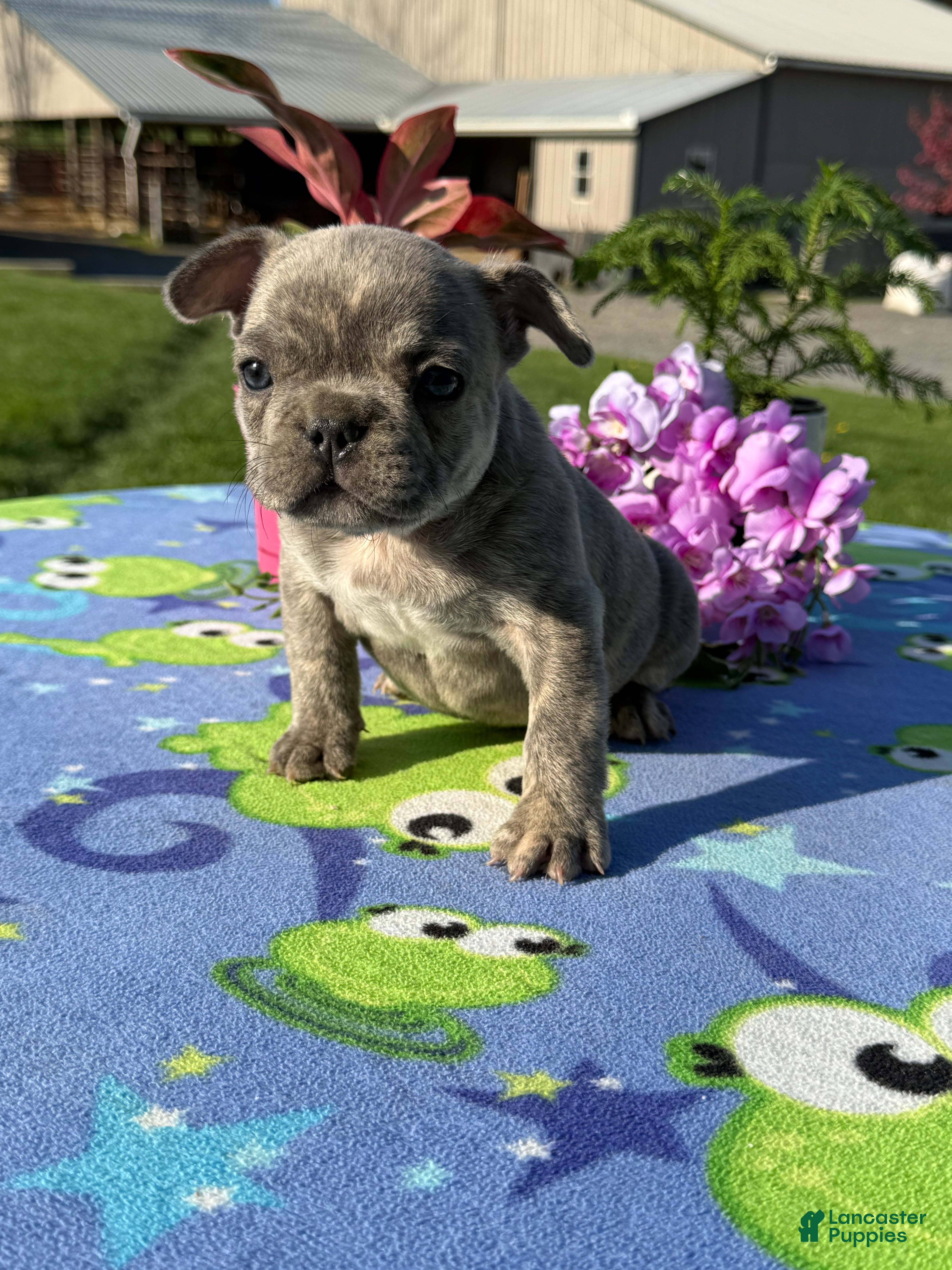 French Bulldog dogs Frank - Ad 1