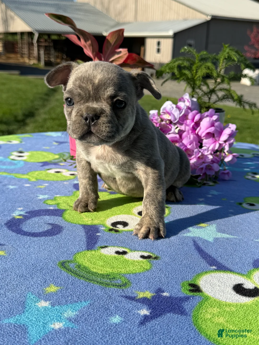 French Bulldog dogs for sale: Frank - Ad 1
