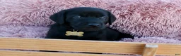 Labrador Retriever dogs for sale: Brown Collar - Ad 11