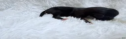 Great Dane dogs for sale: Java - Ad 3