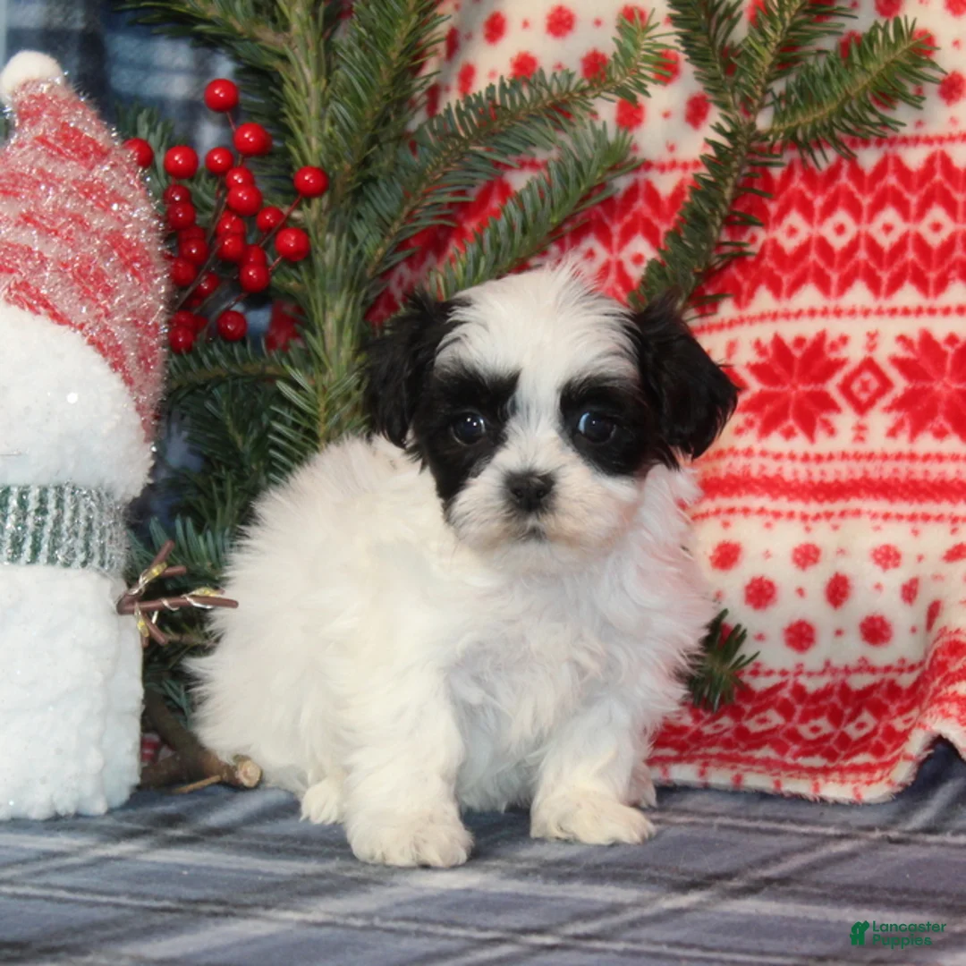 Teddy Bear dogs for sale: Harmony - Ad 4