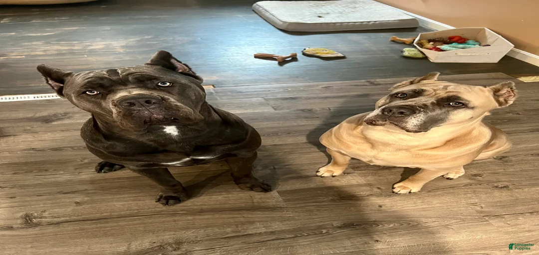 Gallery Image {{count}}