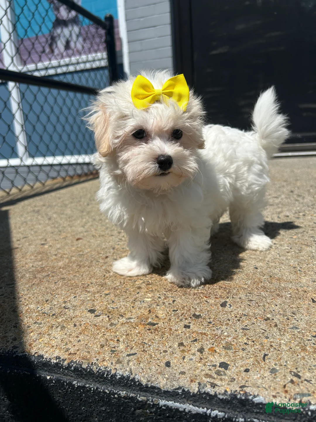 Mixed Breed dogs for sale: Mixed Breed 1 - Ad 2