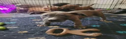 American Pit Bull Terrier dogs for sale: April  - Ad 2