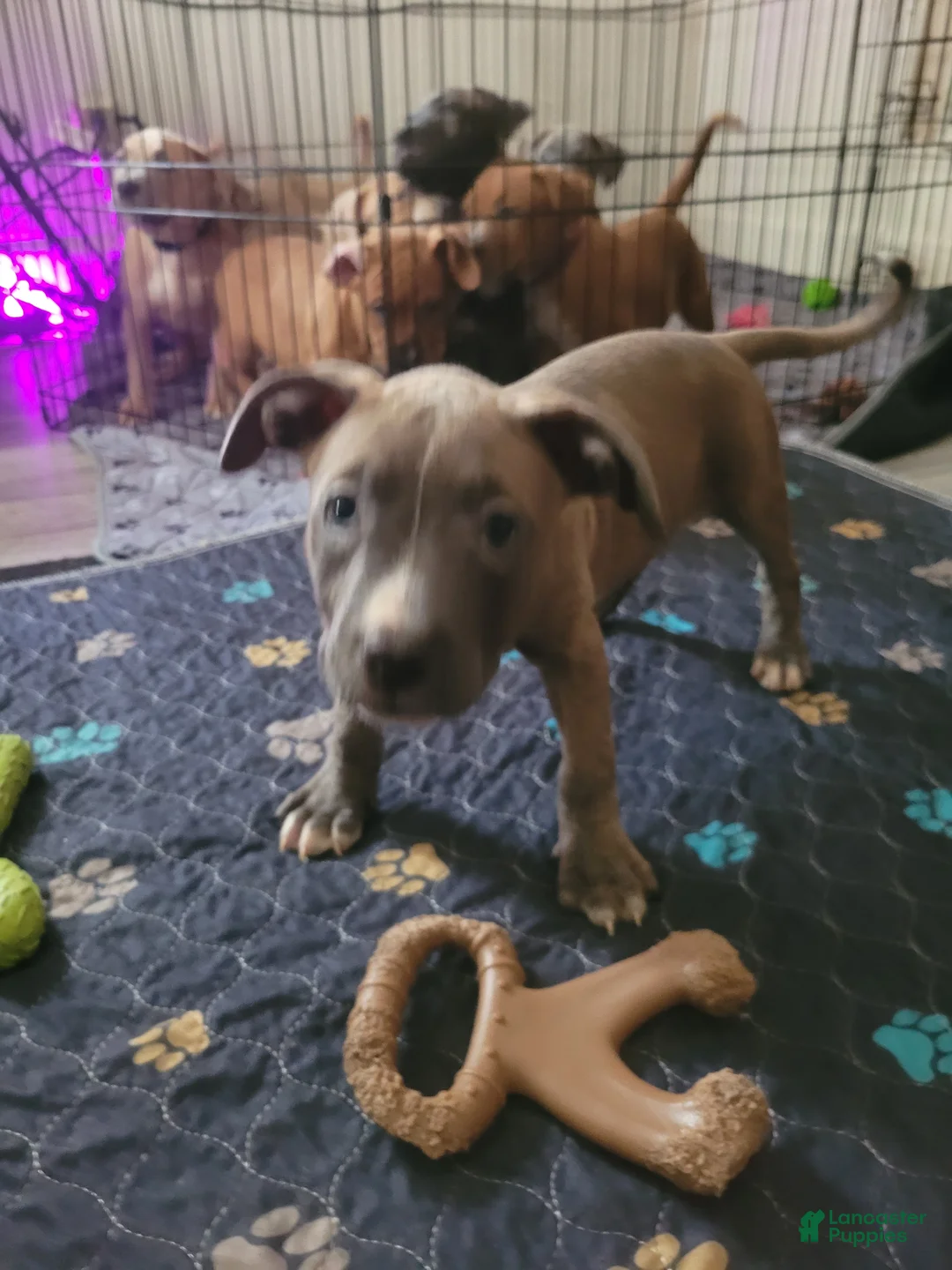American Pit Bull Terrier dogs for sale: April  - Ad 2