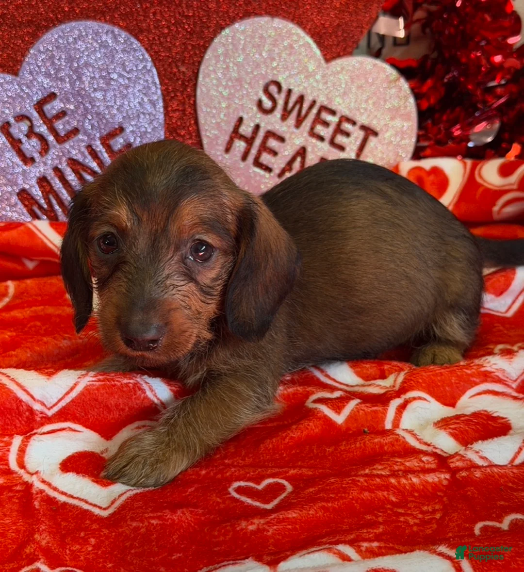 Dachshund dogs for sale: Lucky - Ad 3