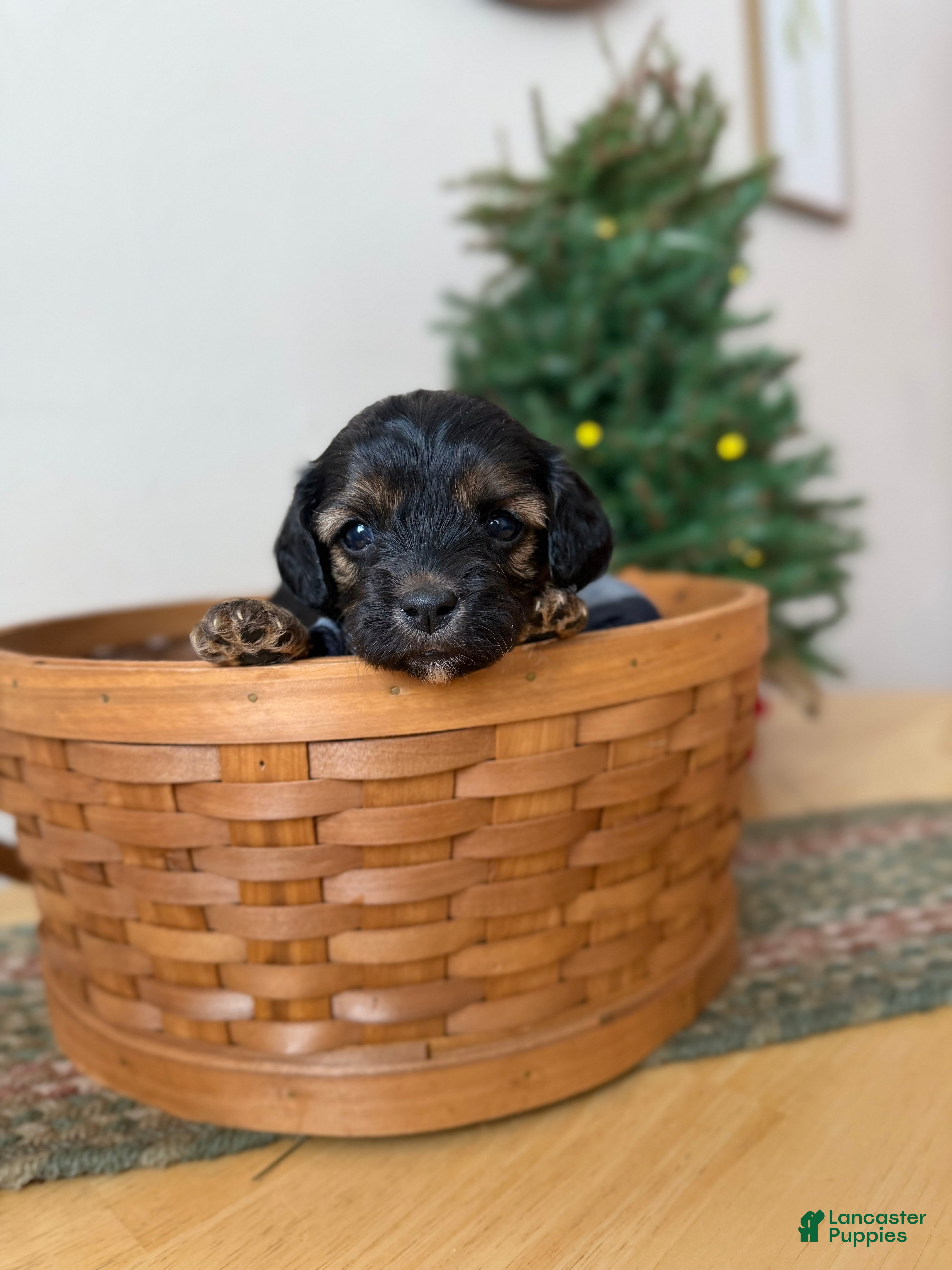 Cavapoo dogs Eve - Ad 5