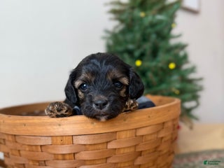 Cavapoo dogs Eve - Ad 28