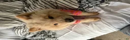 Chow Chow dogs for sale: Chow Chow 1 - Ad 3