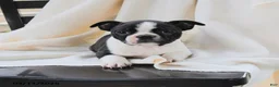 Boston Terrier dogs for sale: Athena - Ad 1
