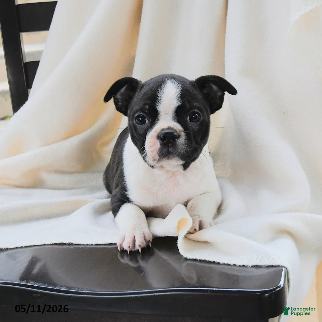 Boston Terrier dogs for sale: Athena - Ad 1
