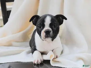 Boston Terrier dogs for sale: Athena - Ad 3