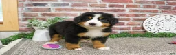 Bernese Mountain Dog dogs for sale: Star - Ad 3