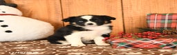 Miniature Australian Shepherd dogs for sale: Journey - Ad 3