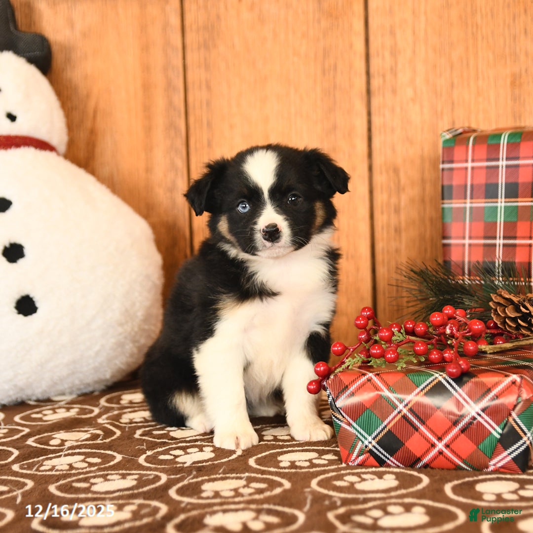Miniature Australian Shepherd dogs for sale: Journey - Ad 3
