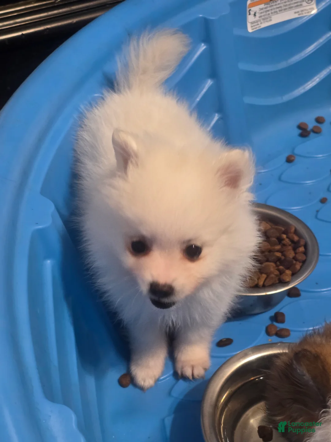 Pomeranian dogs for sale: Pomeranian Puppy 1 - Ad 1
