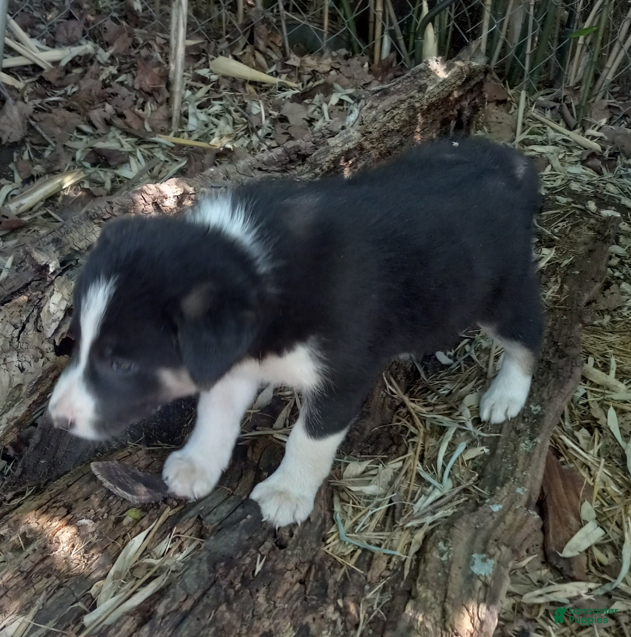 Border Collie dogs Skyboy - Ad 2