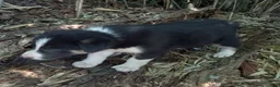 Border Collie dogs for sale: Skyboy - Ad 2
