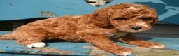 Mini Goldendoodle dogs for sale: Dolly Micro Goldendoodle  - Ad 1