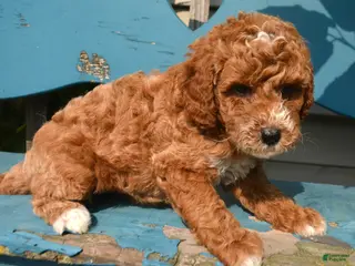 Mini Goldendoodle dogs Dolly Micro Goldendoodle - Ad 8