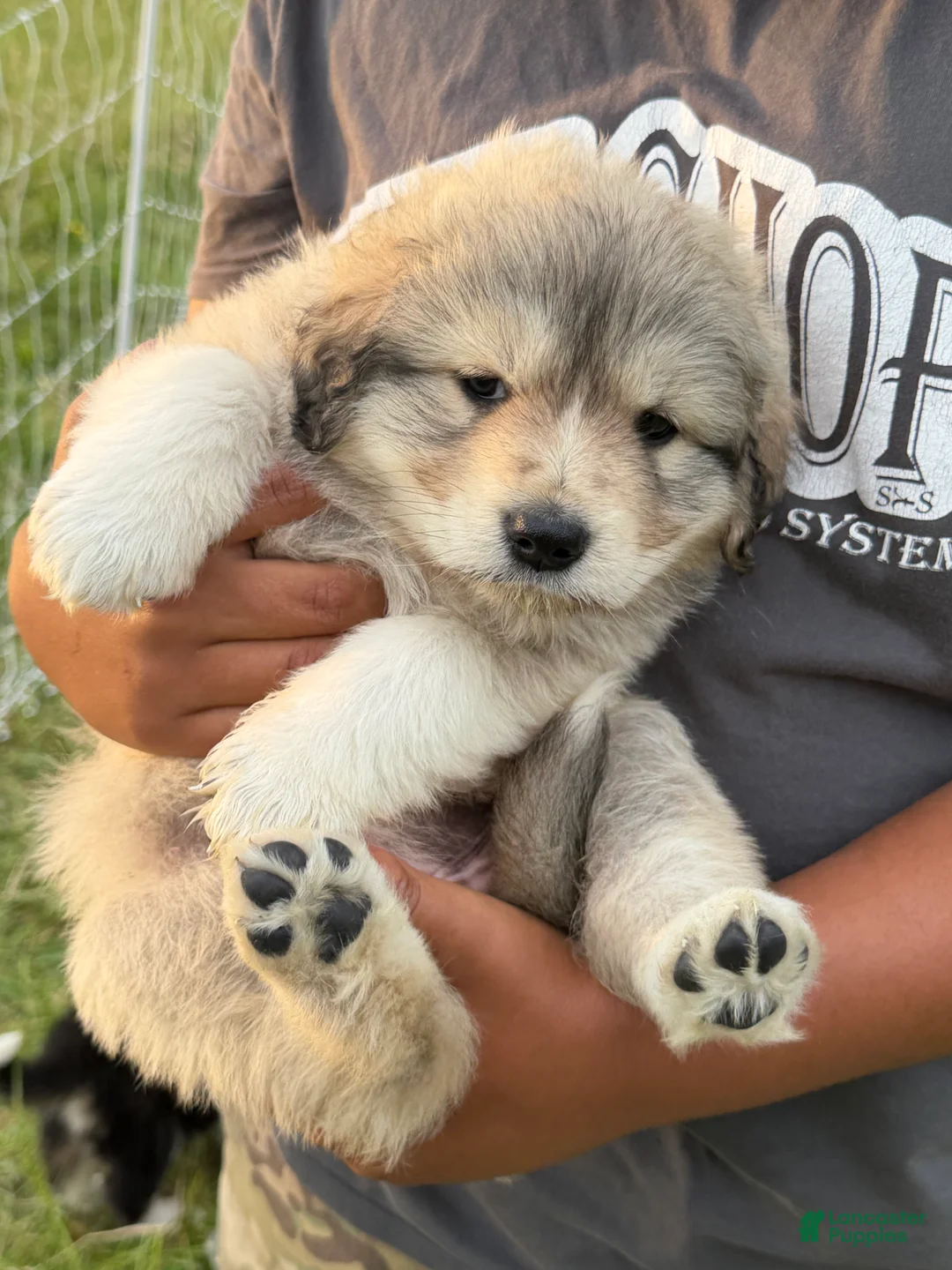 Mixed Breed dogs for sale: Mixed Breed 3 - Ad 11