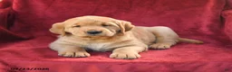 Goldador dogs for sale: Clementine - Ad 3
