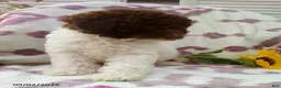 Miniature Poodle dogs for sale: Remi - Ad 6