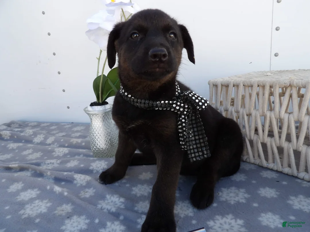 Gallery Image {{count}}