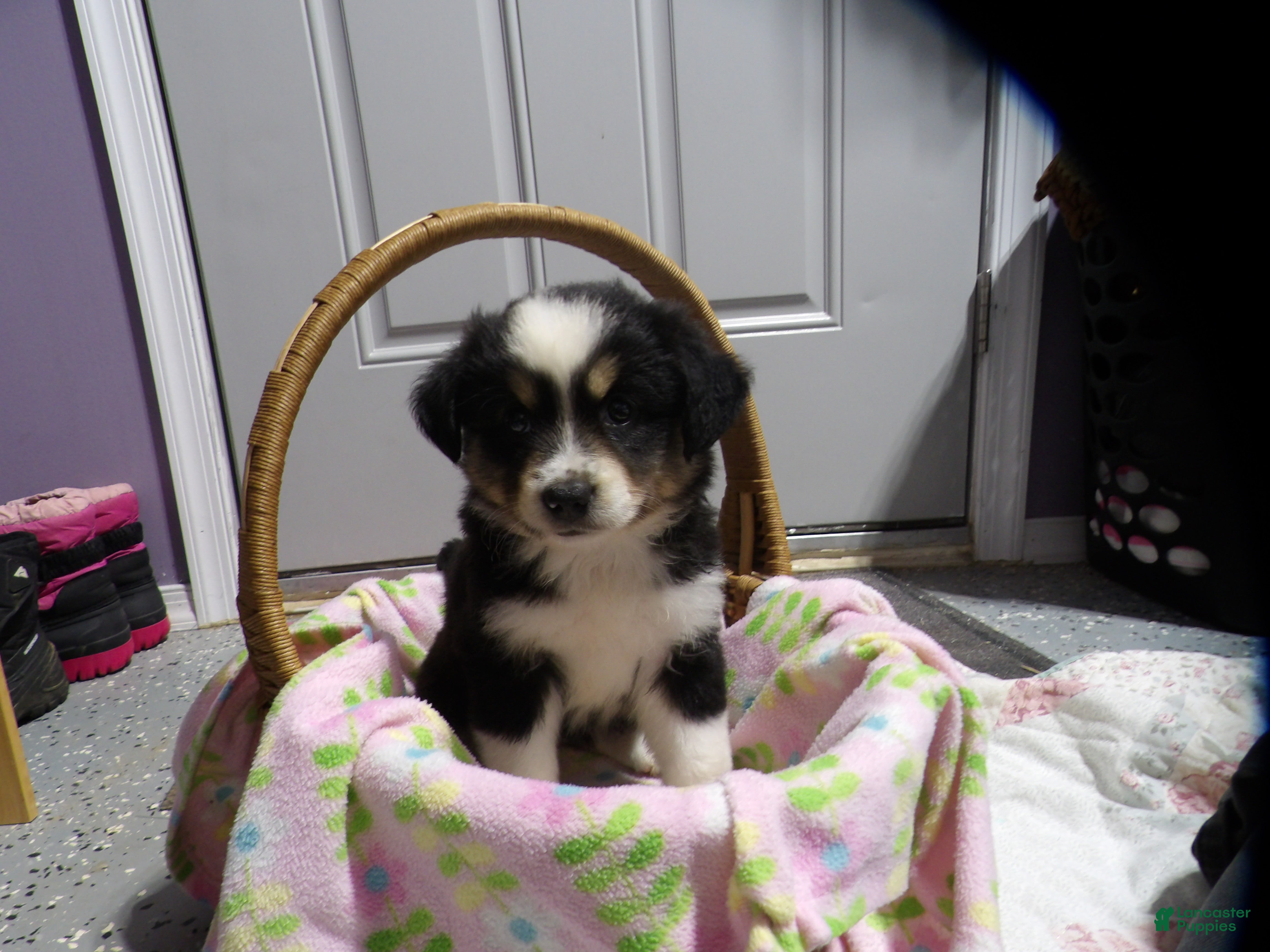 Miniature Australian Shepherd dogs Mira - Ad 1