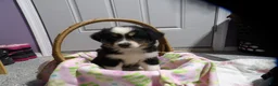 Miniature Australian Shepherd dogs for sale: Mira - Ad 1