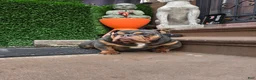 English Bulldog dogs for sale: English Bulldog 1 - Ad 9