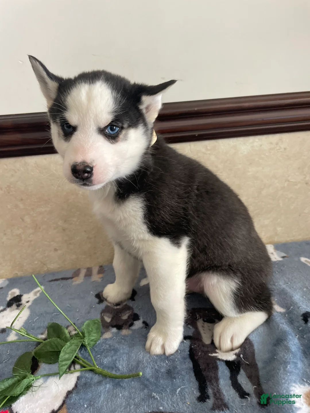 Pomsky dogs for sale: Gunther - Ad 1