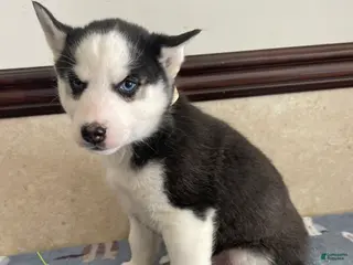 Pomsky dogs Gunther - Ad 29