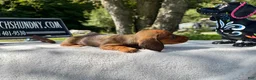 Miniature Dachshund dogs for sale: Red smooth Russian girl - Ad 2
