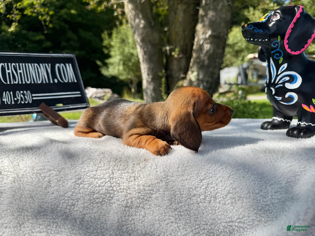 Miniature Dachshund dogs for sale: Red smooth Russian girl - Ad 2