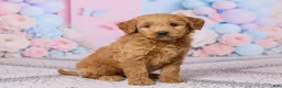Mini Goldendoodle dogs for sale: Sophie - Ad 3