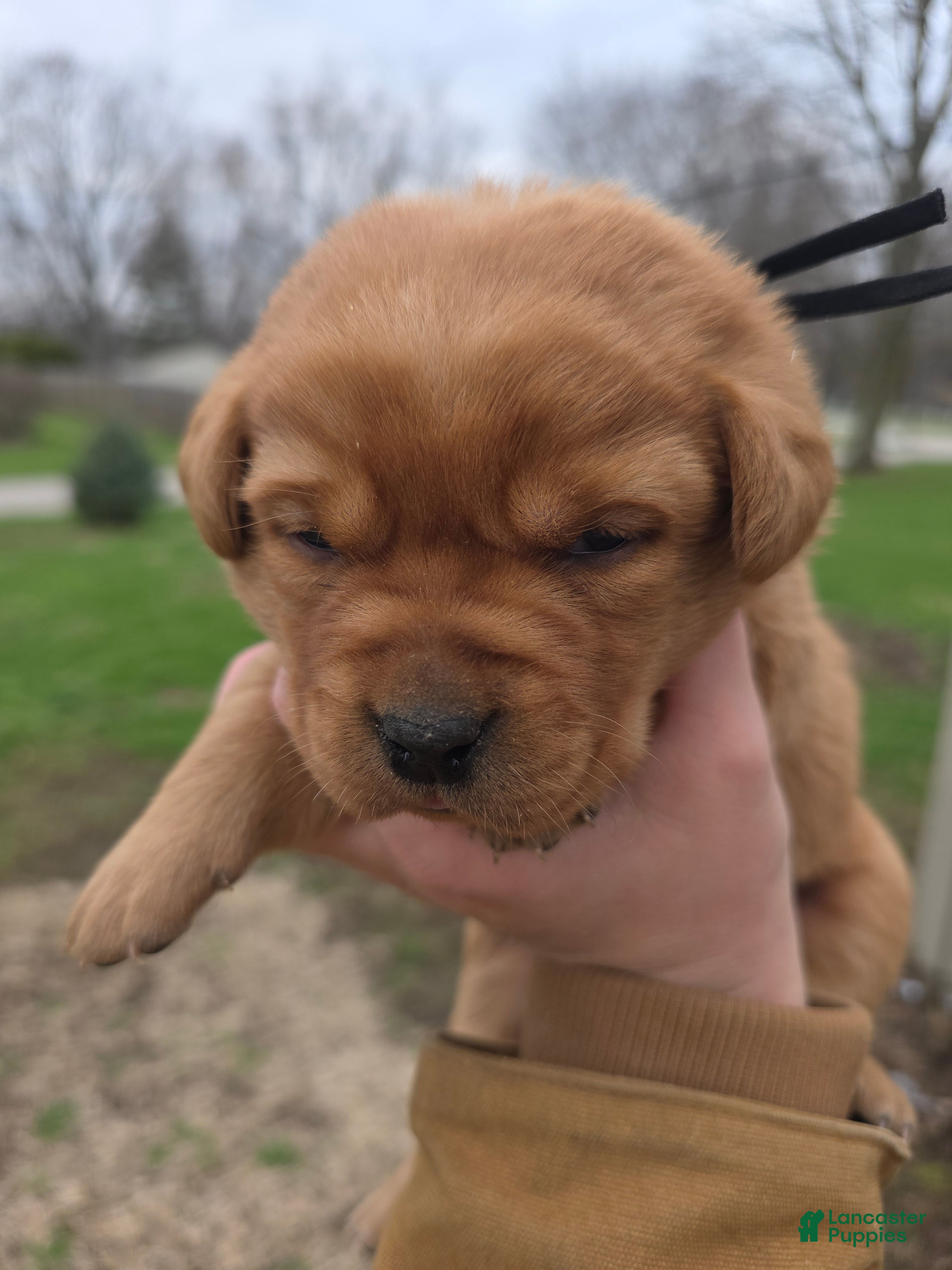 Labrador Retriever dogs Grits 🖤 - Ad 1