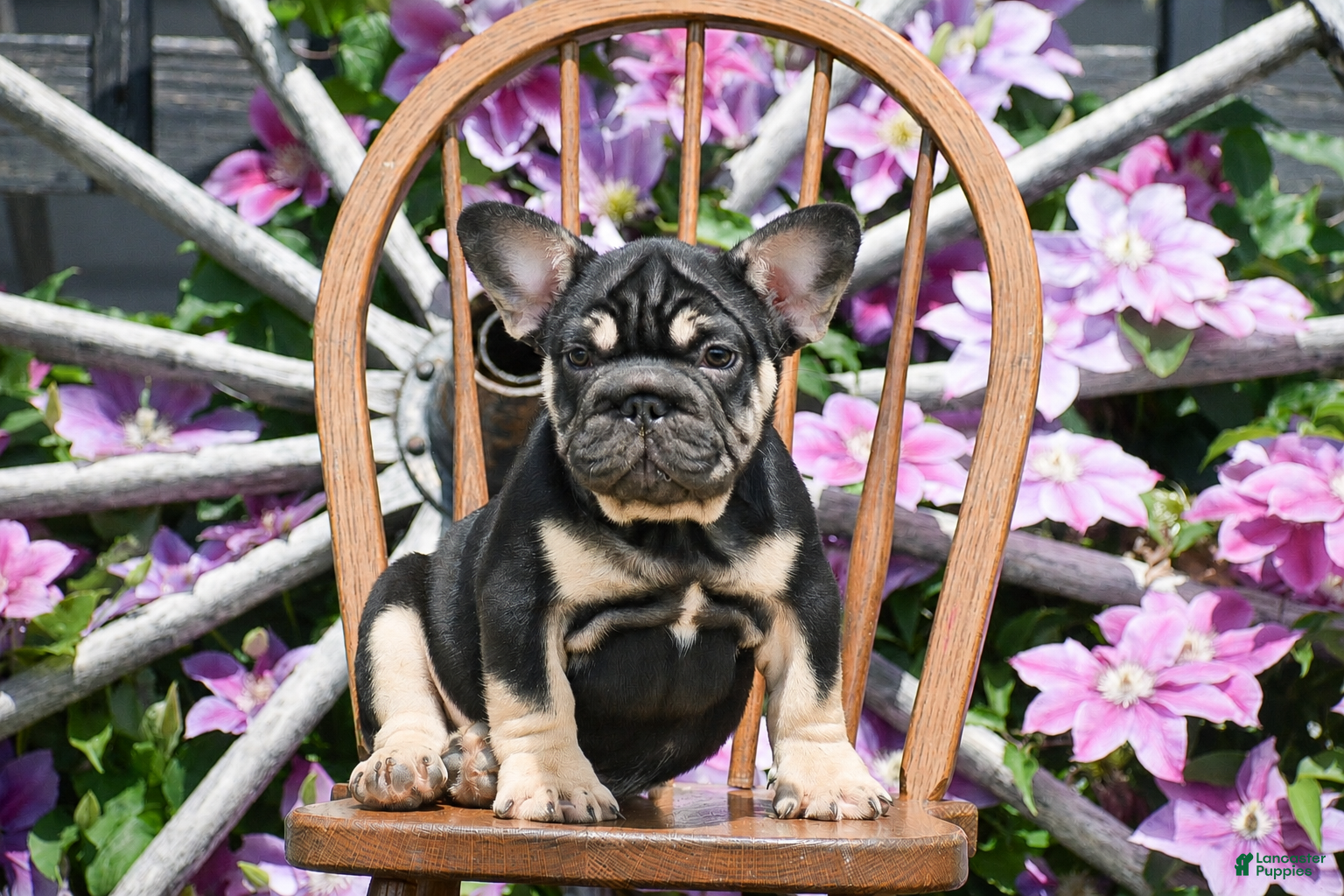 French Bulldog dogs for sale: Vincent - Ad 3