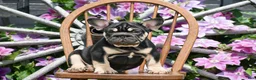 French Bulldog dogs for sale: Vincent - Ad 1