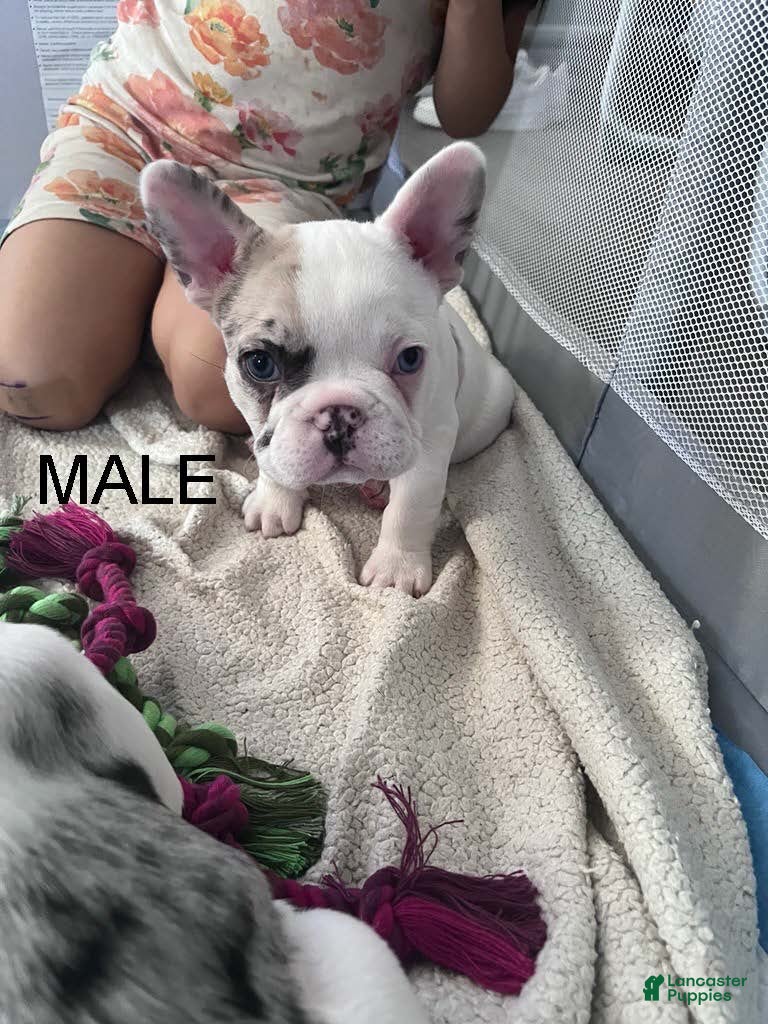 French Bulldog dogs French Bulldog 1 - Ad 12