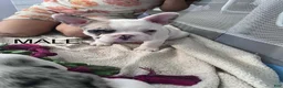 French Bulldog dogs for sale: French Bulldog 1 - Ad 1