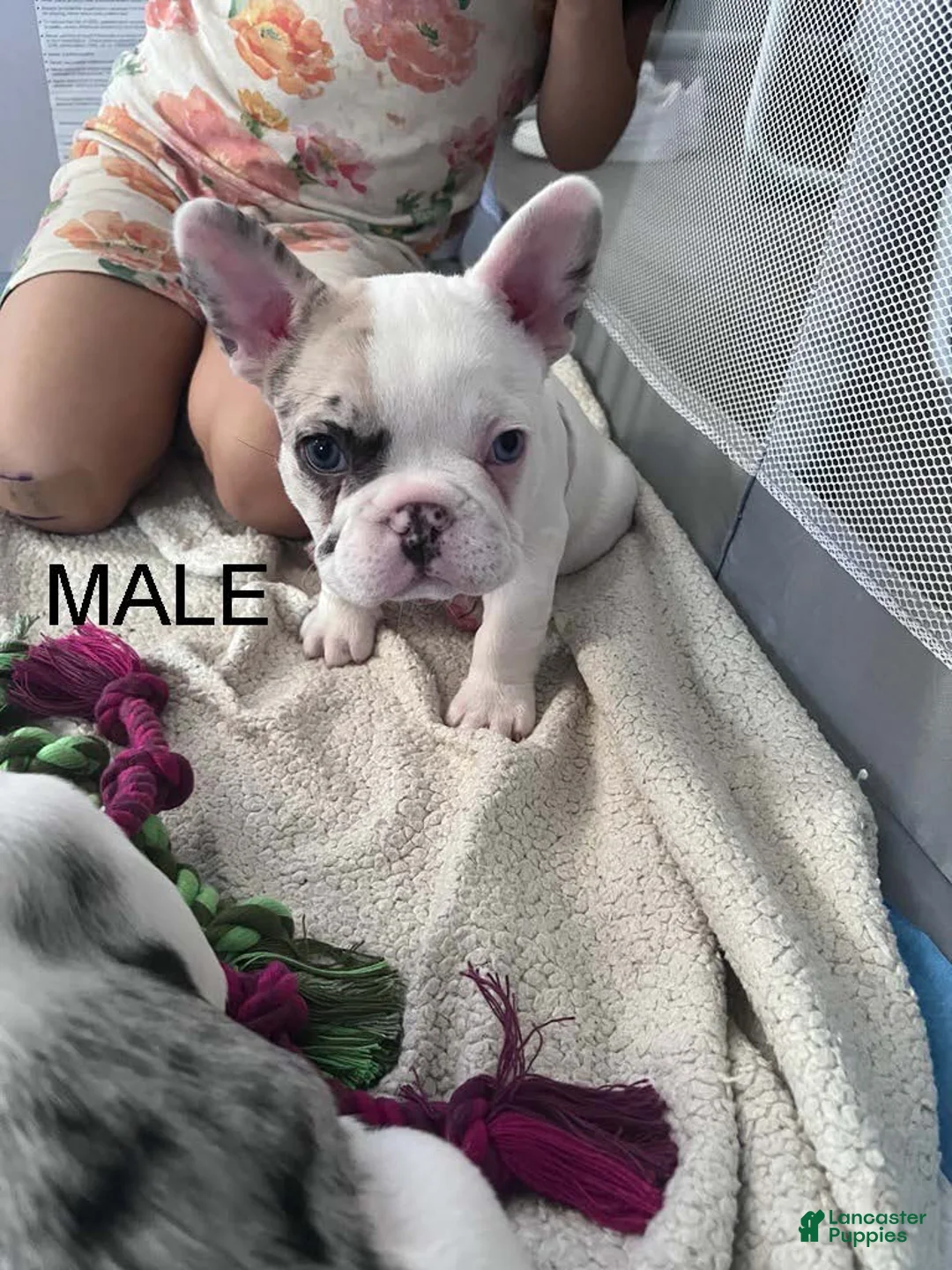 French Bulldog dogs for sale: French Bulldog 1 - Ad 1