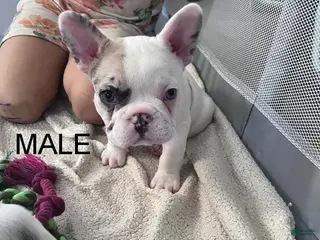 French Bulldog dogs French Bulldog 1 - Ad 12