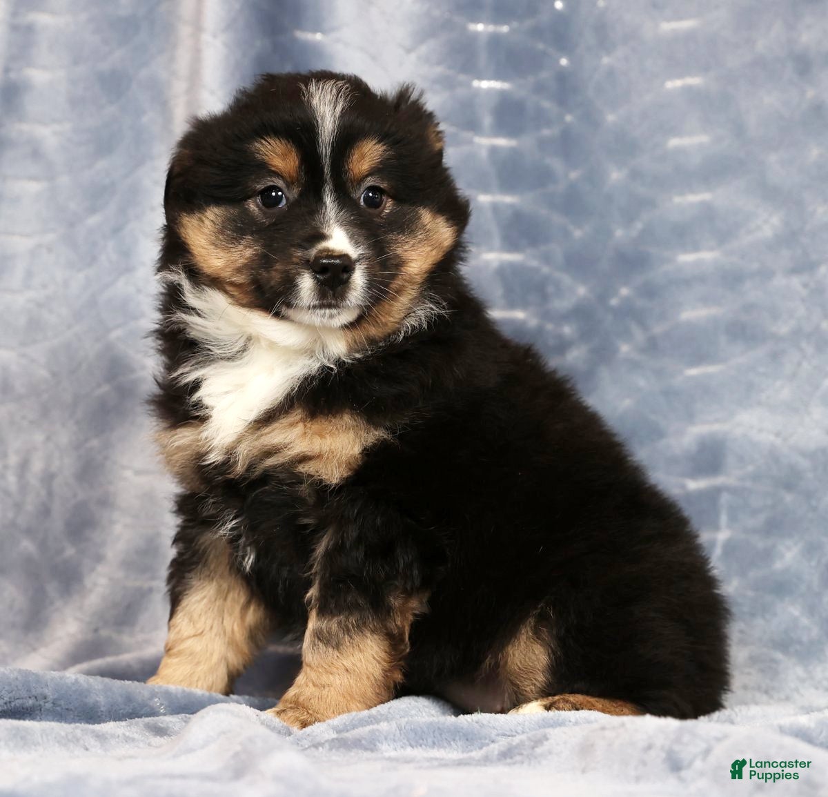 Miniature Australian Shepherd dogs Ella - Ad 2