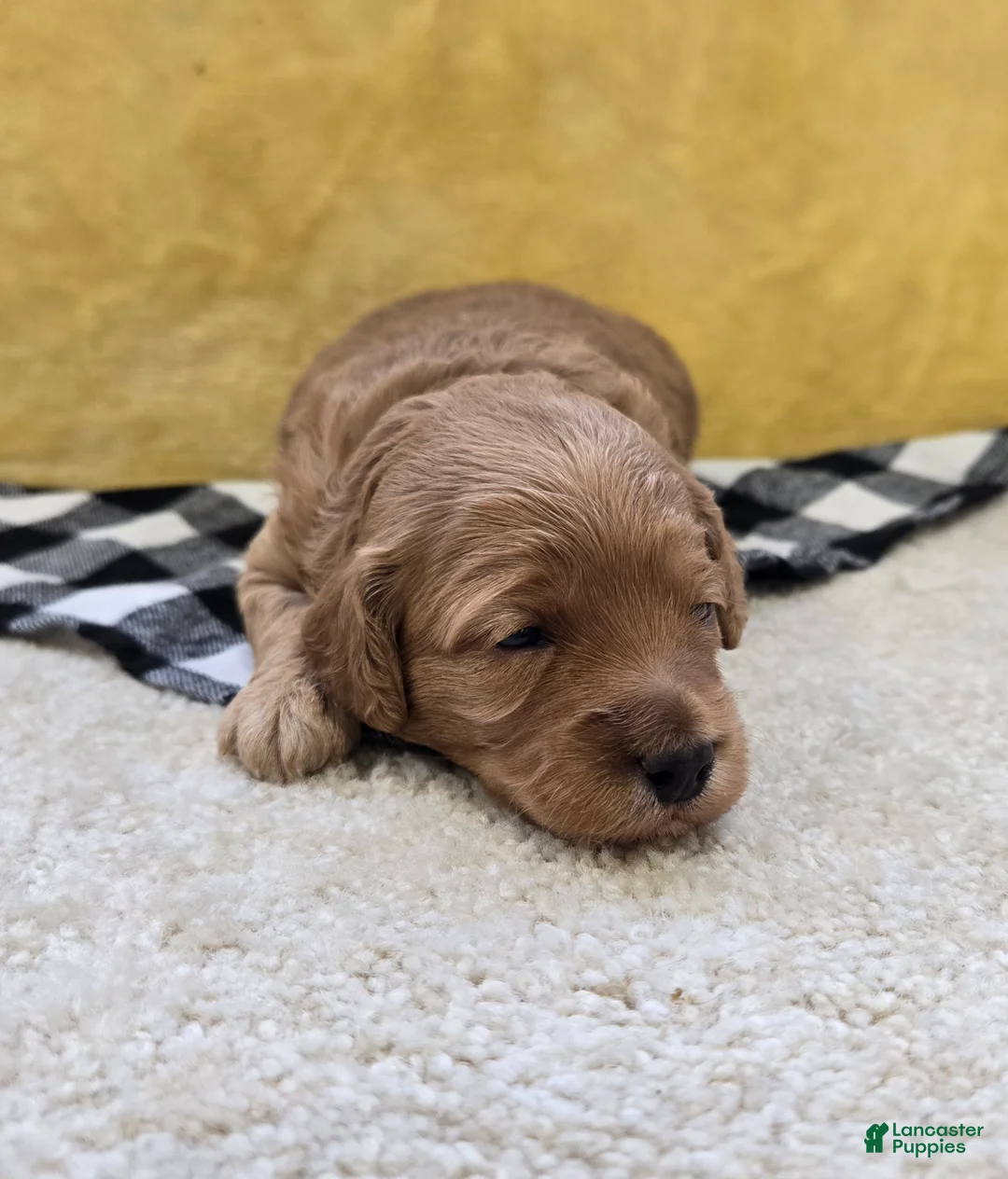 Mini Goldendoodle dogs for sale: Meadow - Ad 2